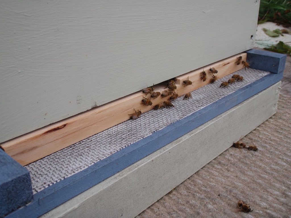 bee hive