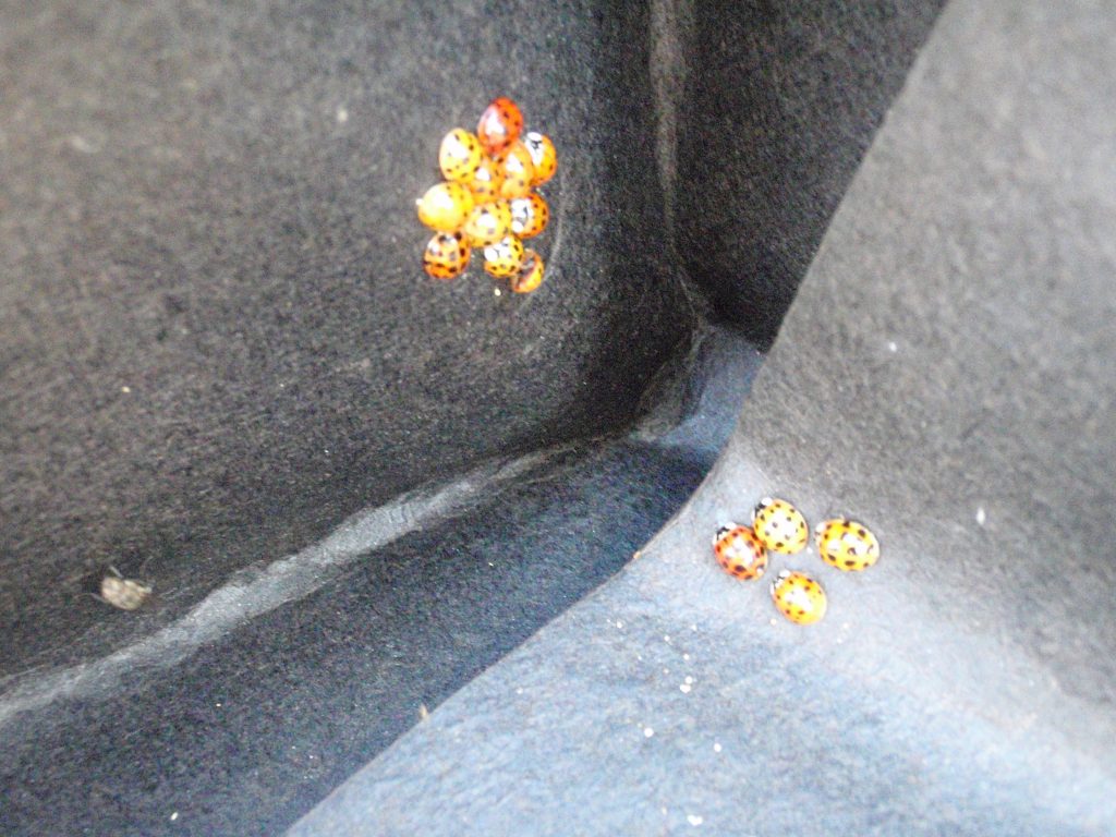 lady beetles