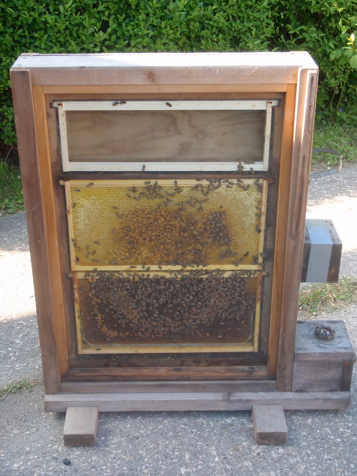 observation hive bees