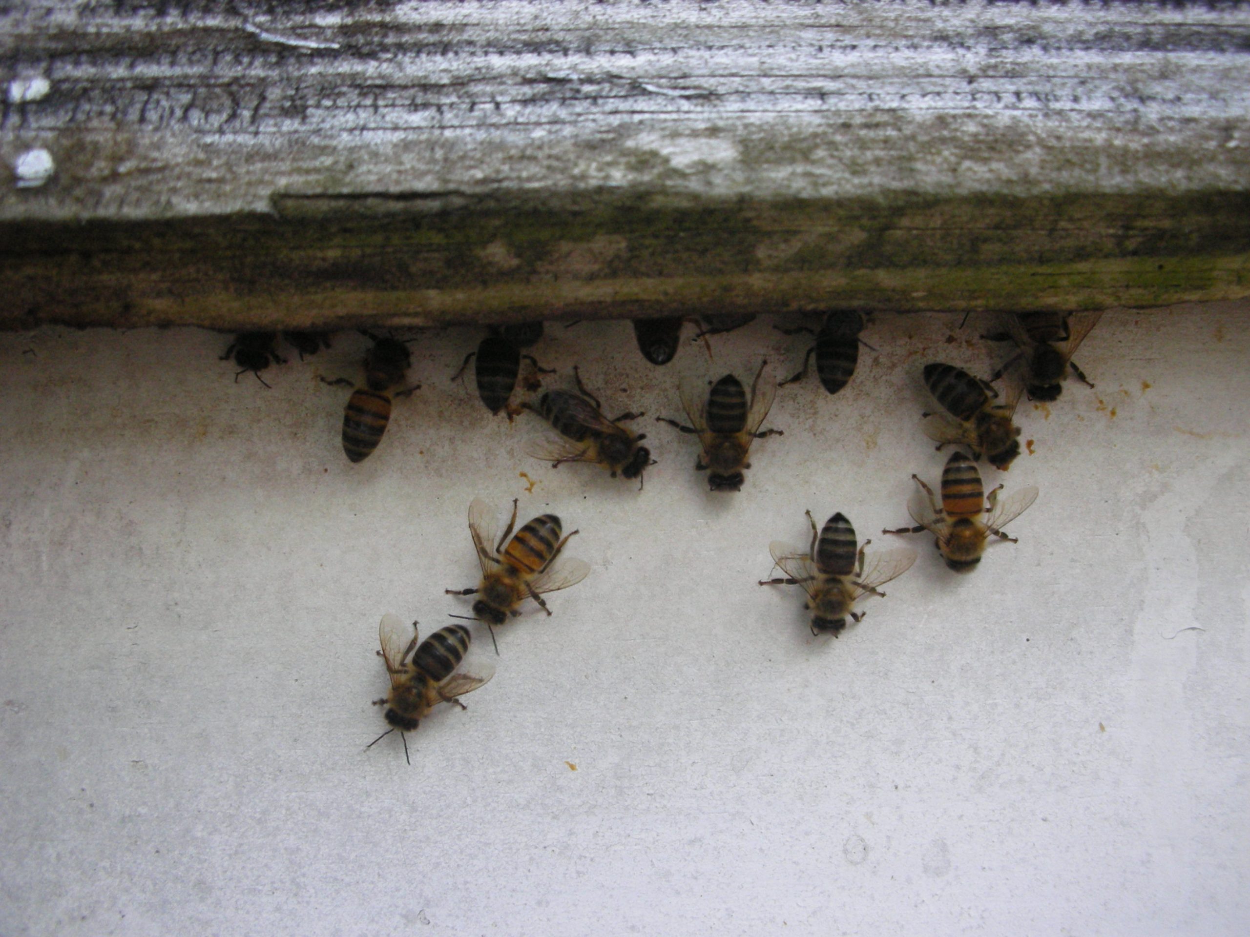 honeybees