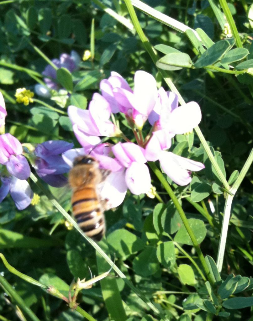 honeybee on clover