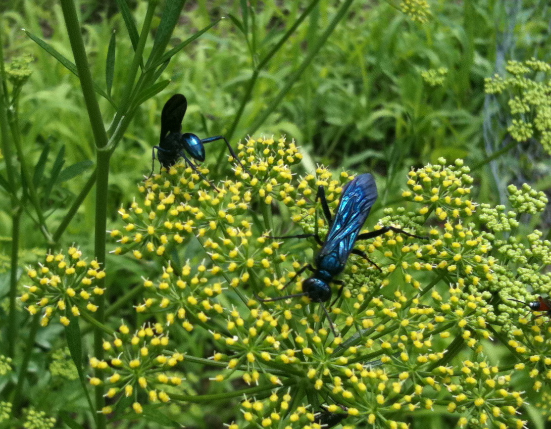 blue hornets on parsley