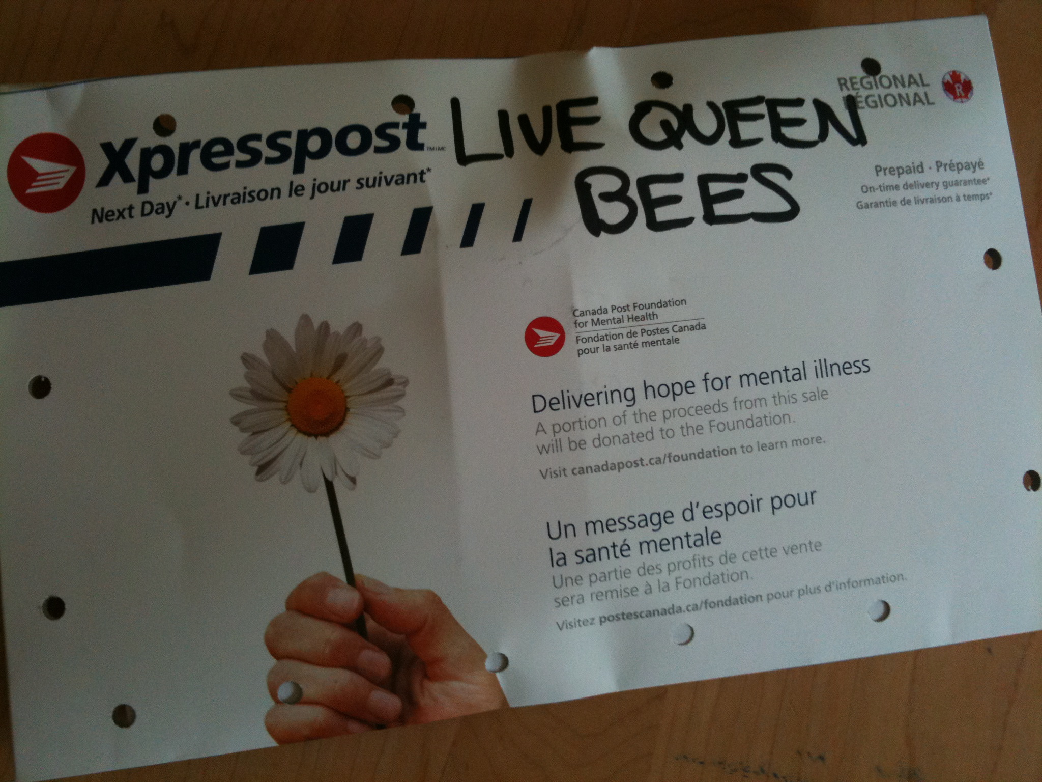 live queen bees