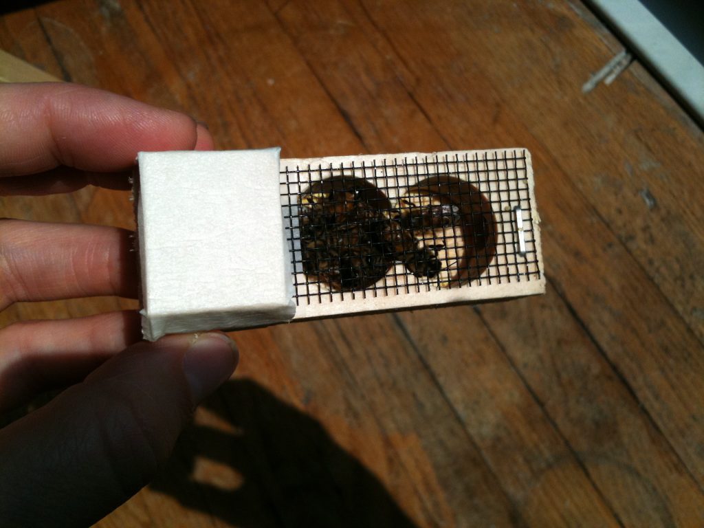 introducing the queen bee