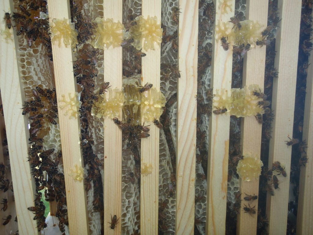 honeybees