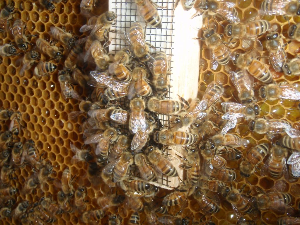 honeybees