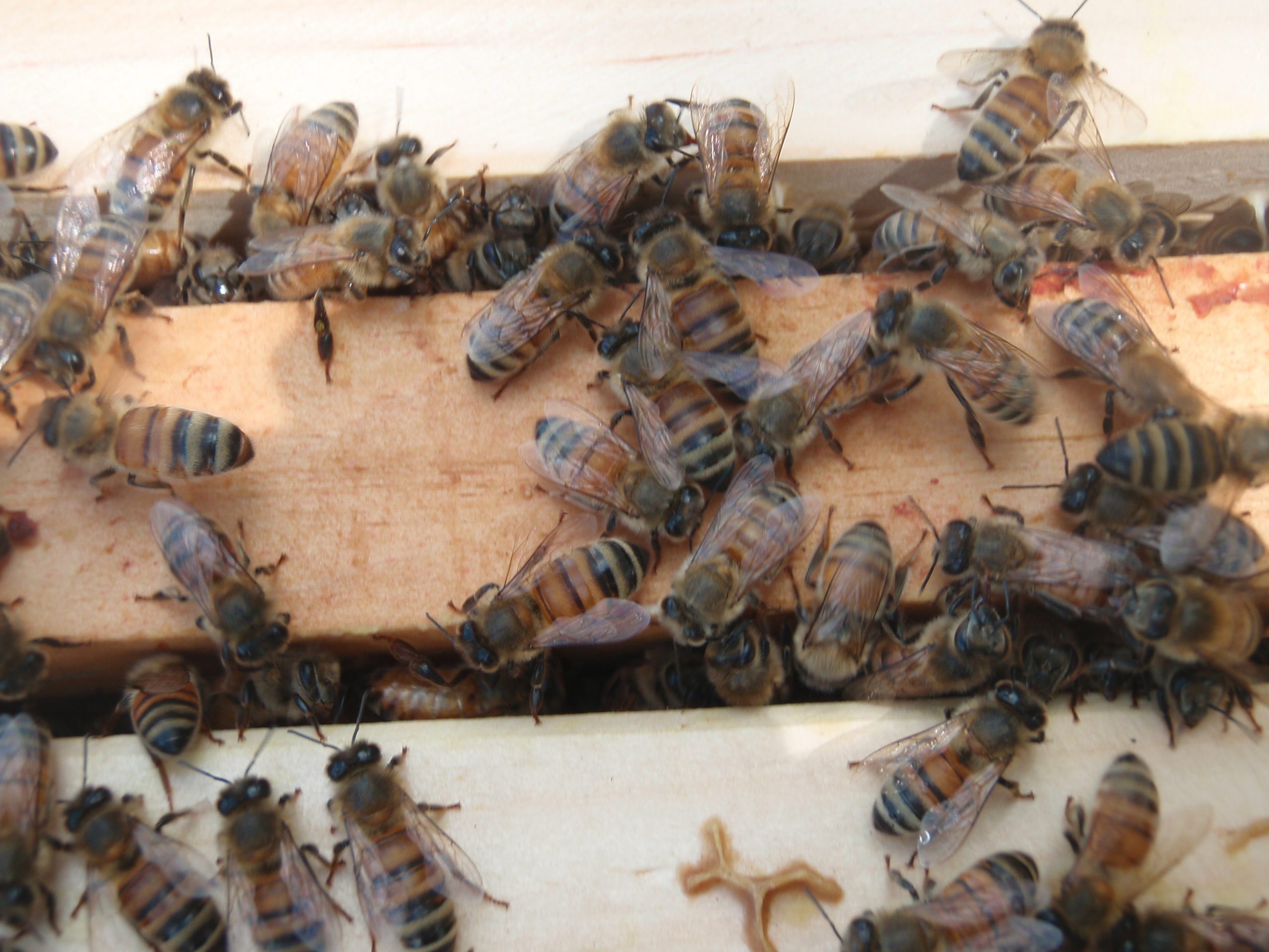 beehive beekeeping
