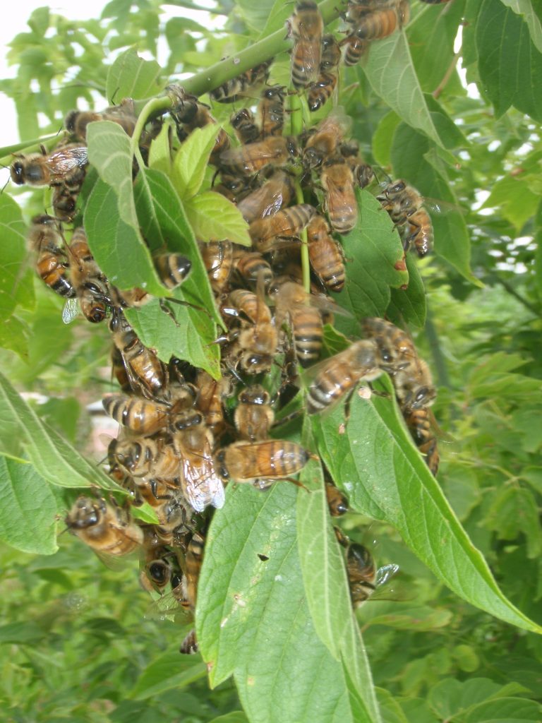 bee swarm