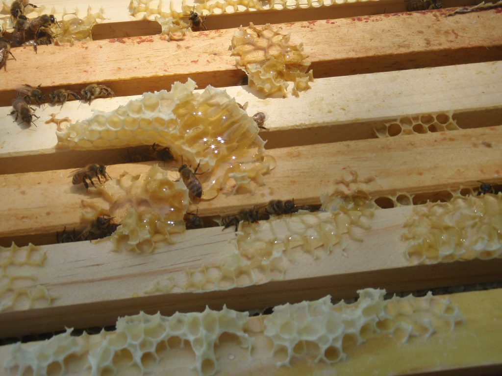 honeycomb beekeeping