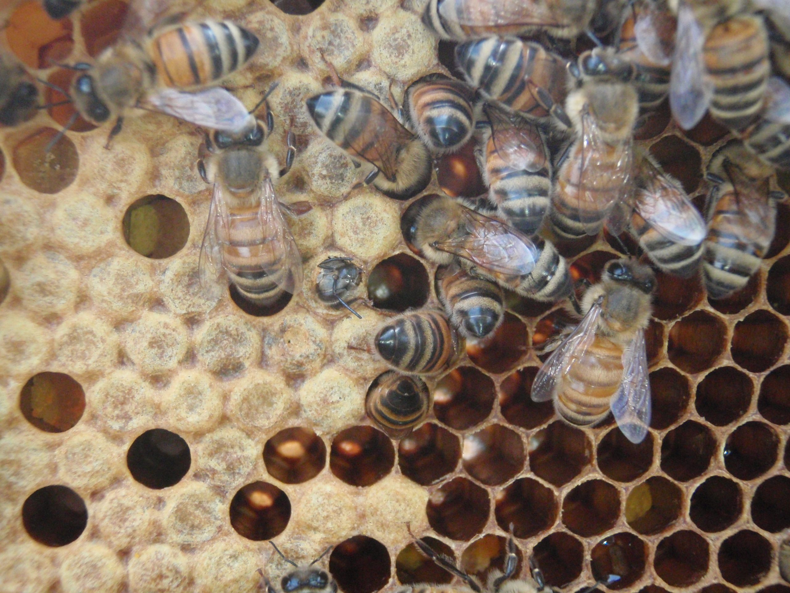 worker bees being born