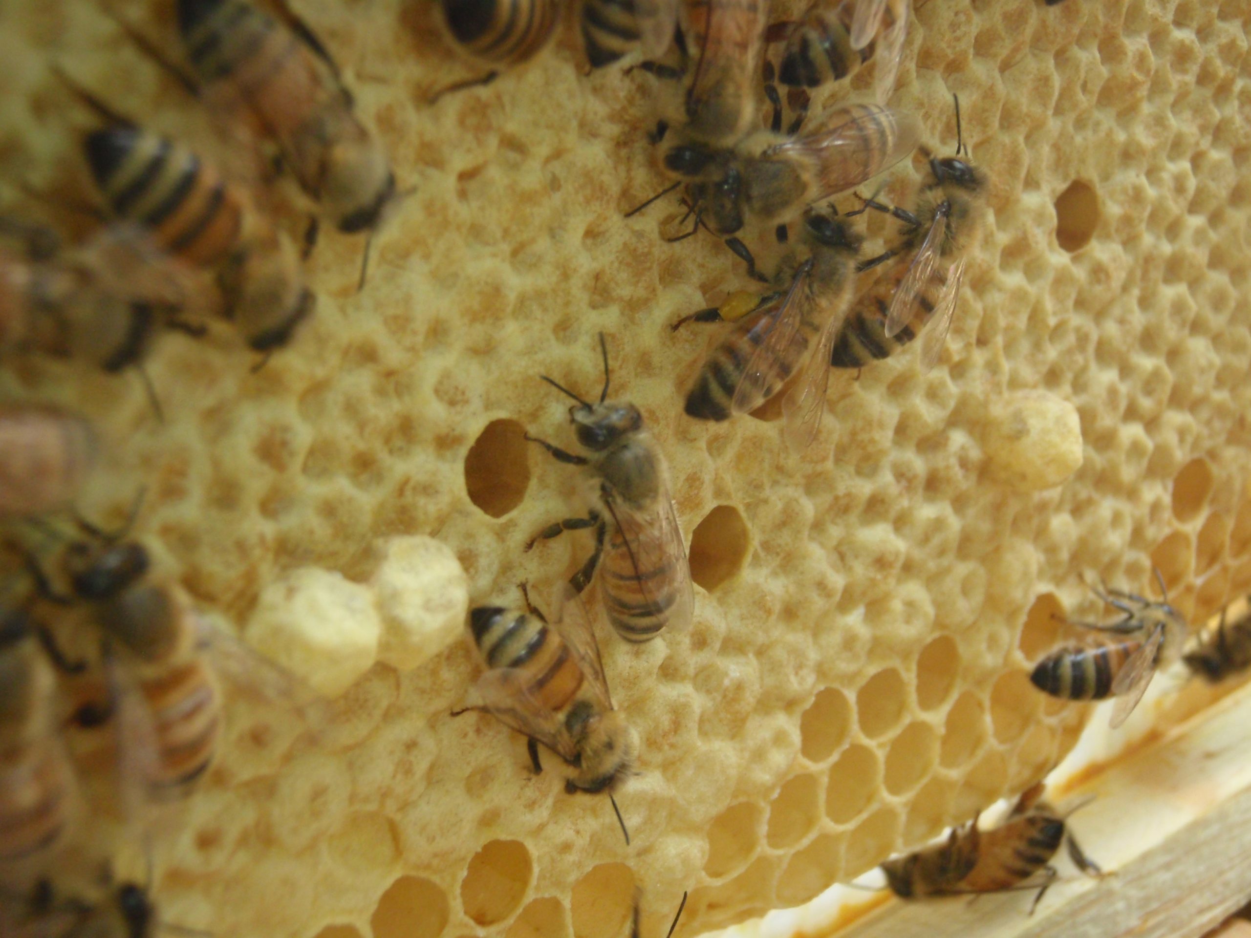 growing the drone bees