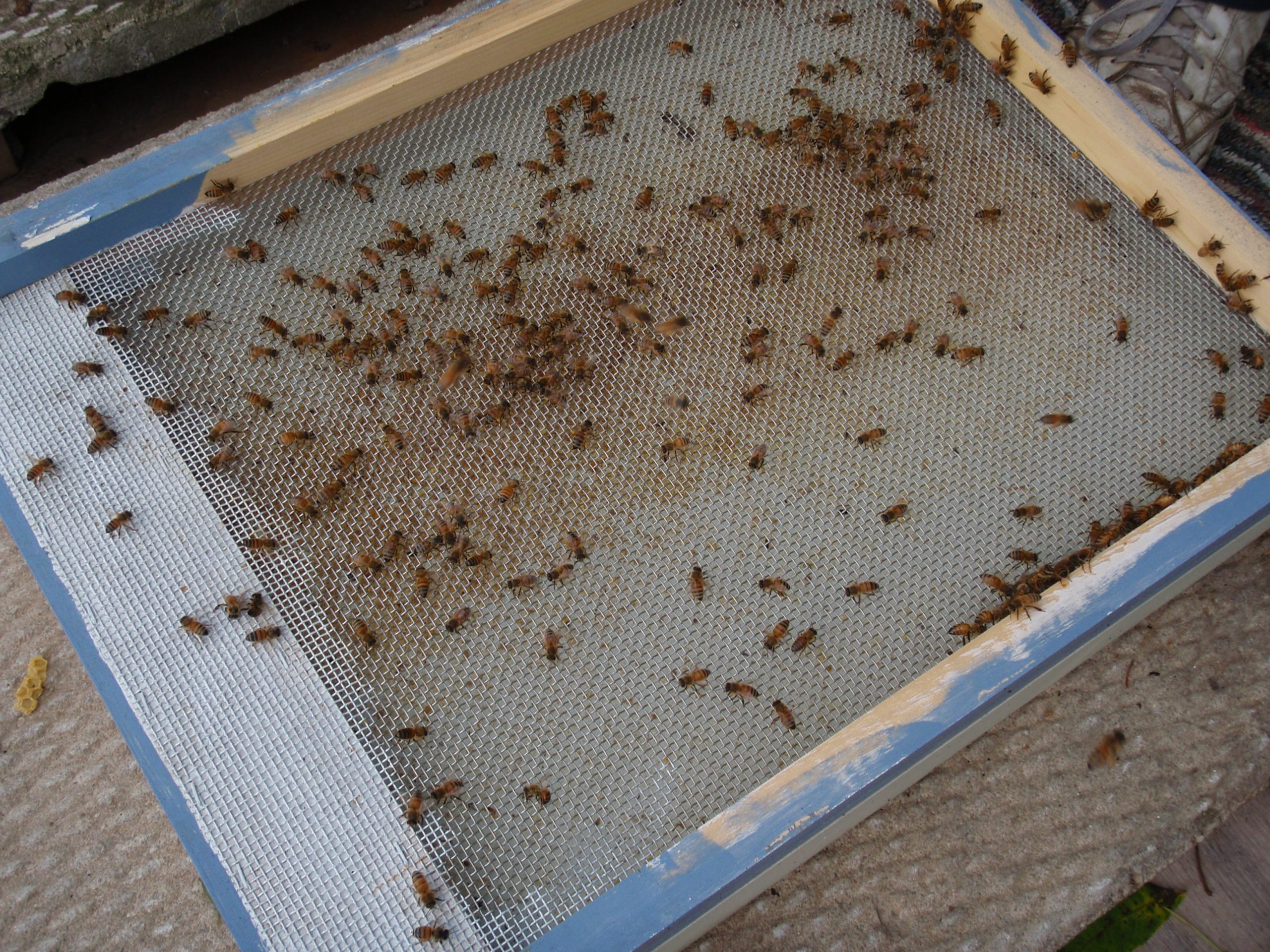 beehive screen
