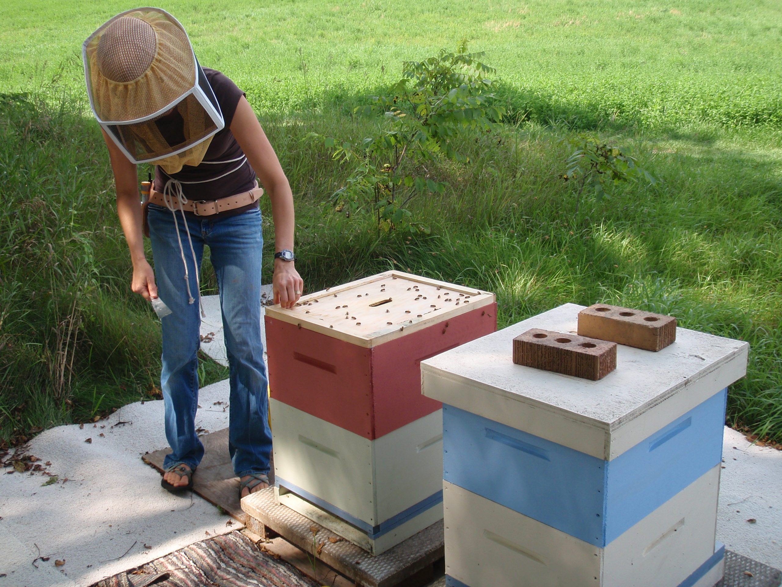 working with the bees