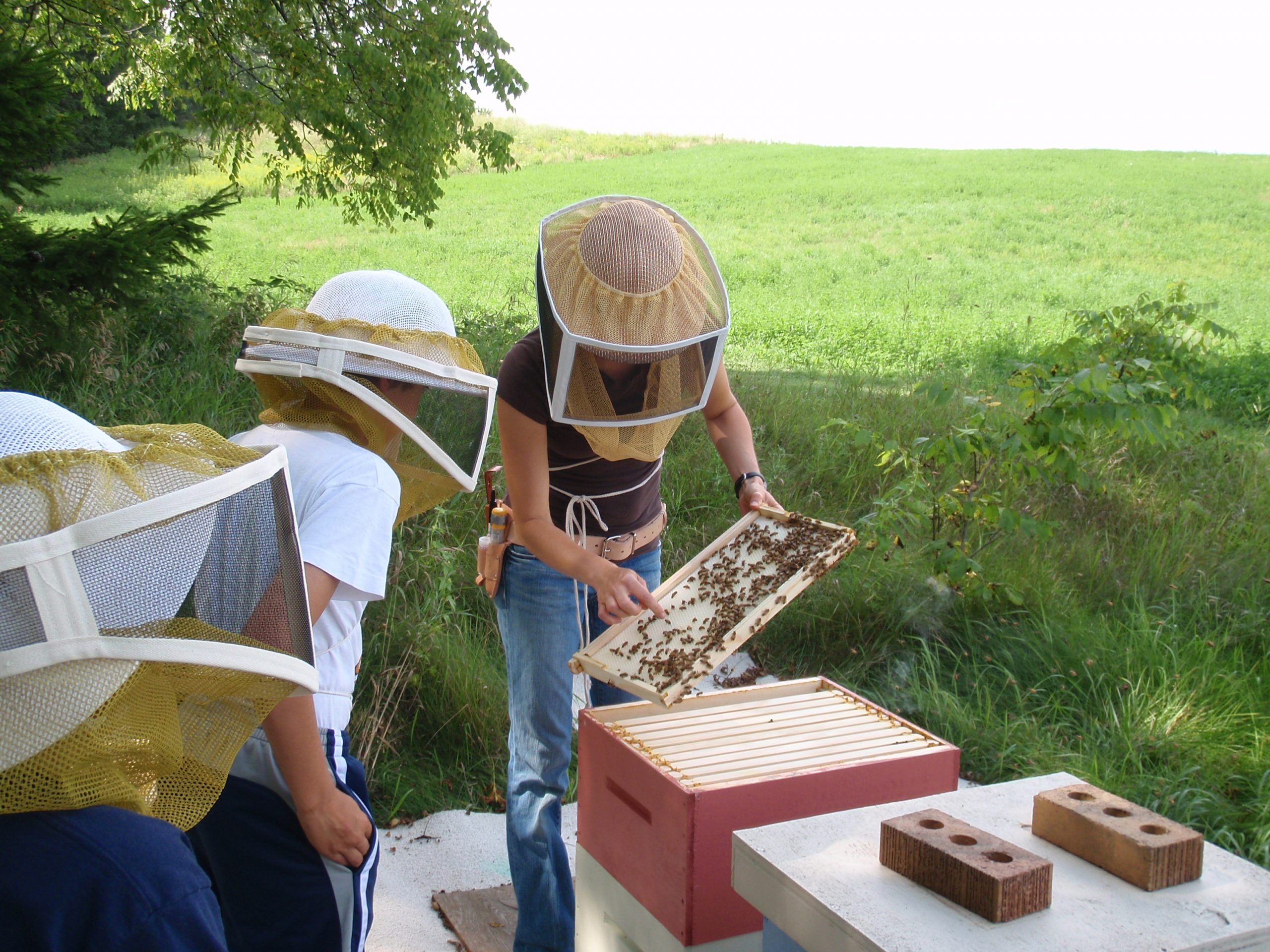 showing off the bees
