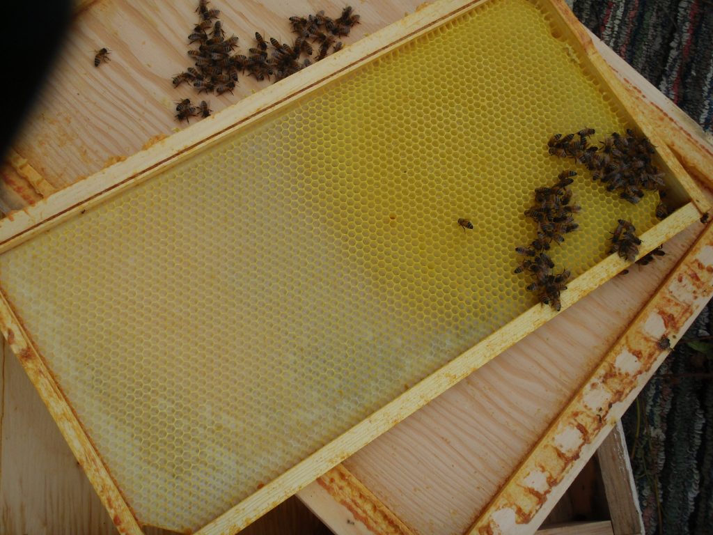 beekeeping housekeeping