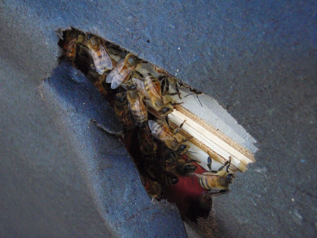 ventilation for bee hive